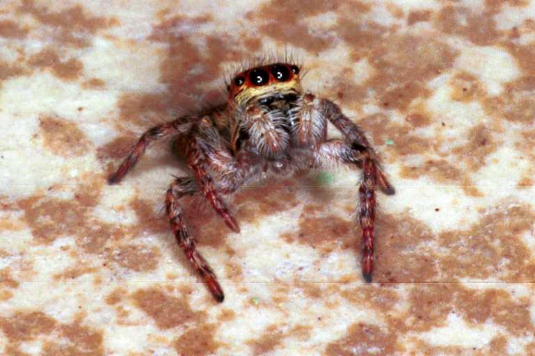 Carrhotus_xanthogramma_RF0688_Z_75_Les Gris_Frankrijk.jpg